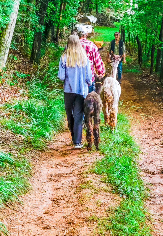 people walking with alpacas