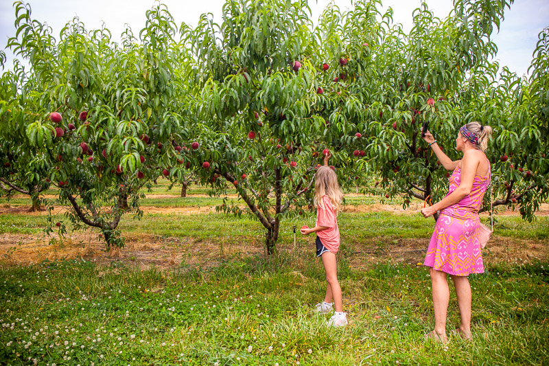 woman and girls Peach Picking