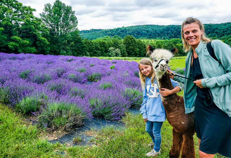 people walking alpacas next to a lavender field