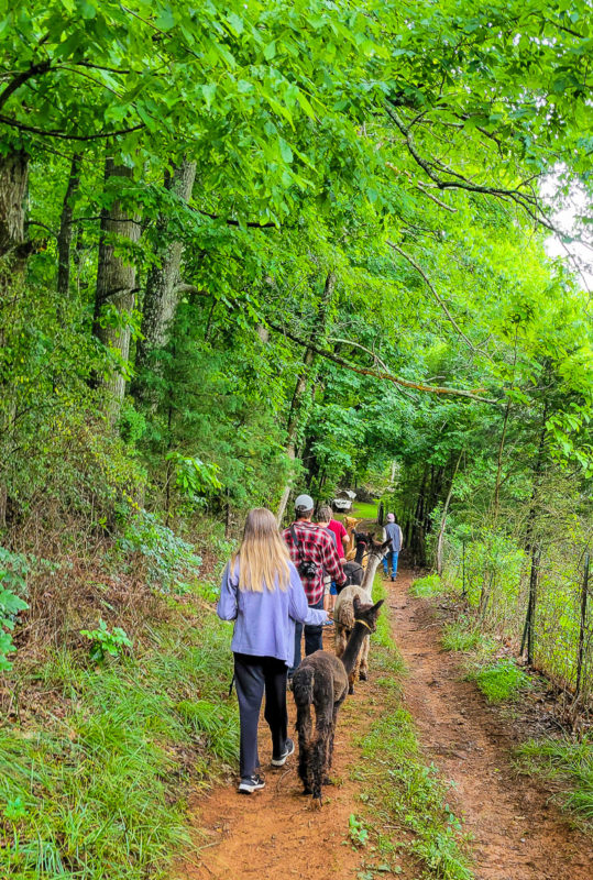 people walking alpacas through a wooded area