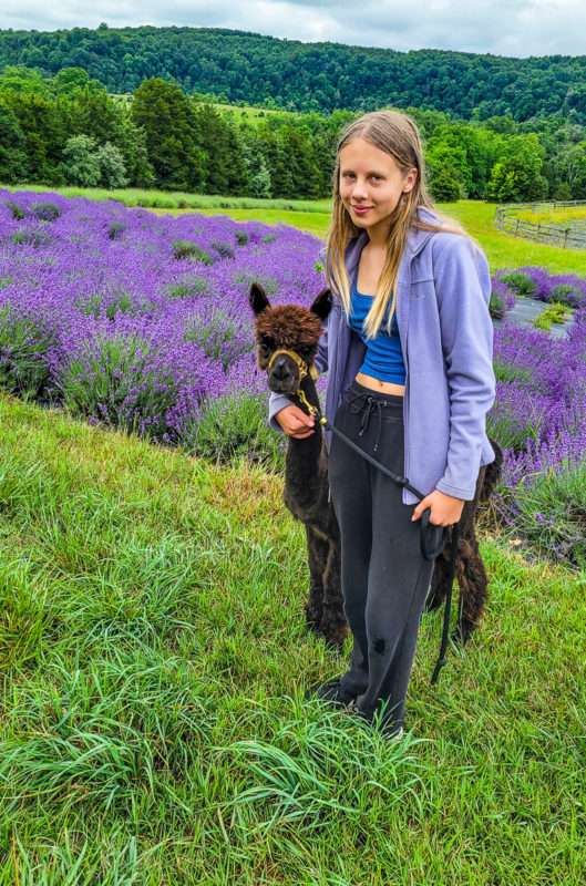 girl holding an alpaca next to a lavender field