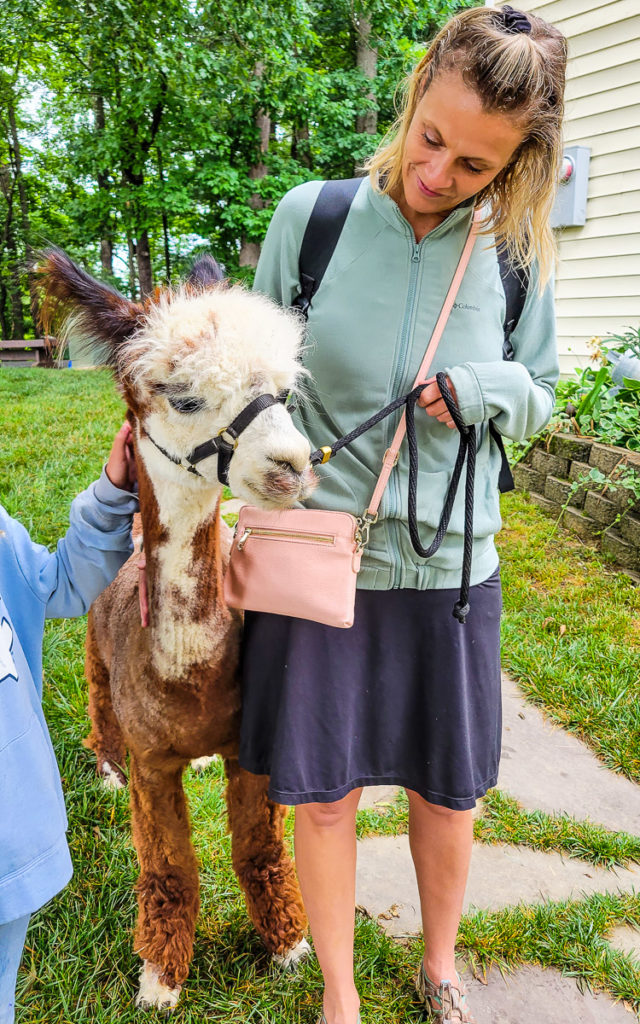 woman standing next to an alpaca