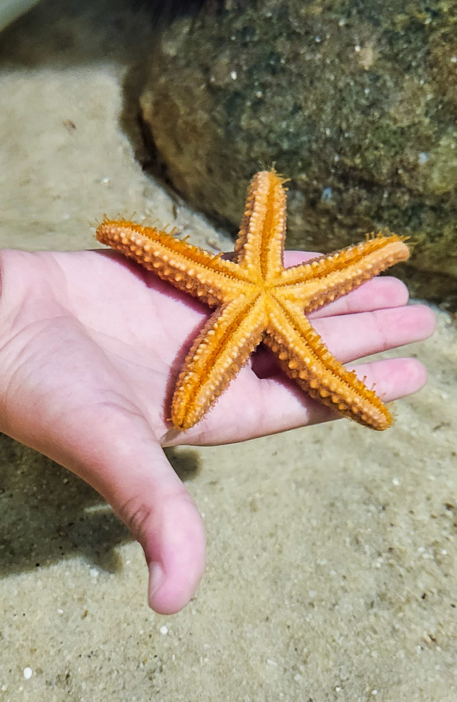 man holding starfish