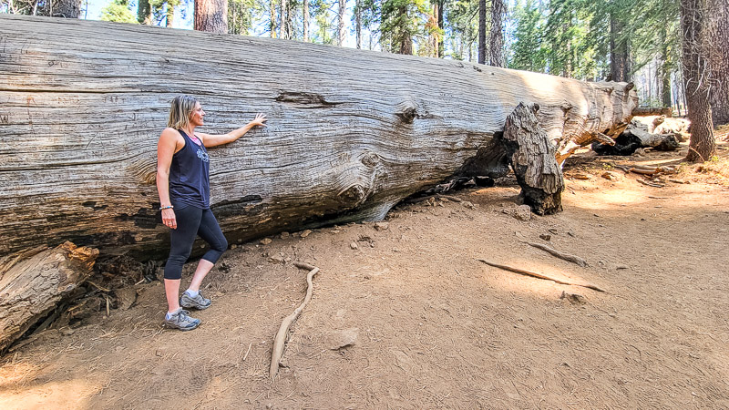 giant sequoias of Yosemite