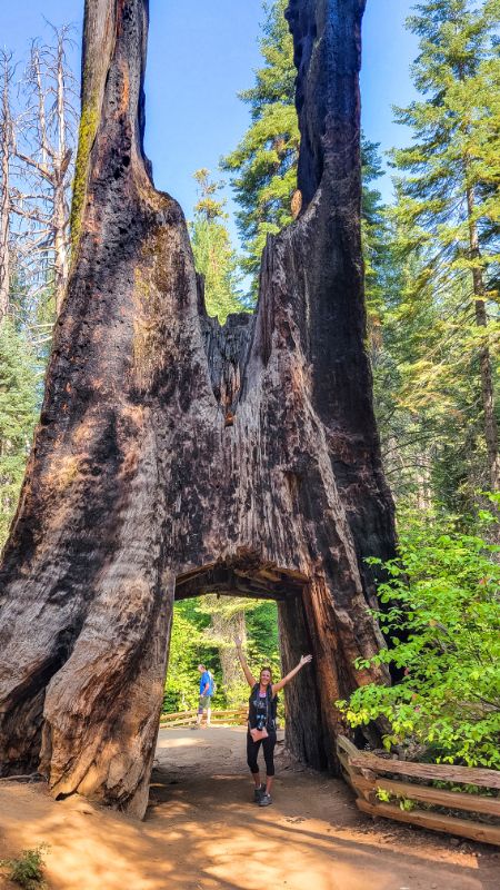 where to see sequoias yosemite