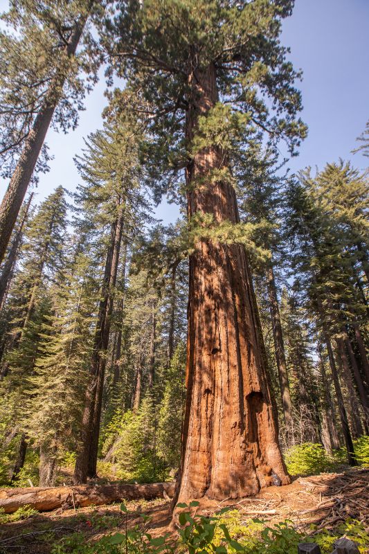 sequoias yosemite