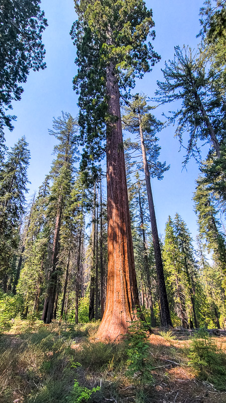 Giant sequoia trees yosemite