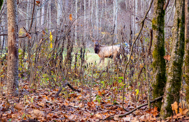 Elk in Smoky Mountains National Park