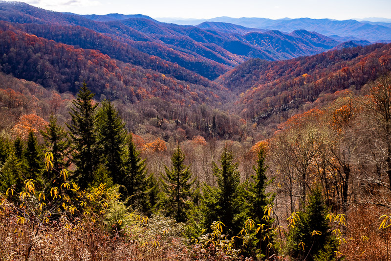 Fall colors covering the mountains astatine  Newfound Gap