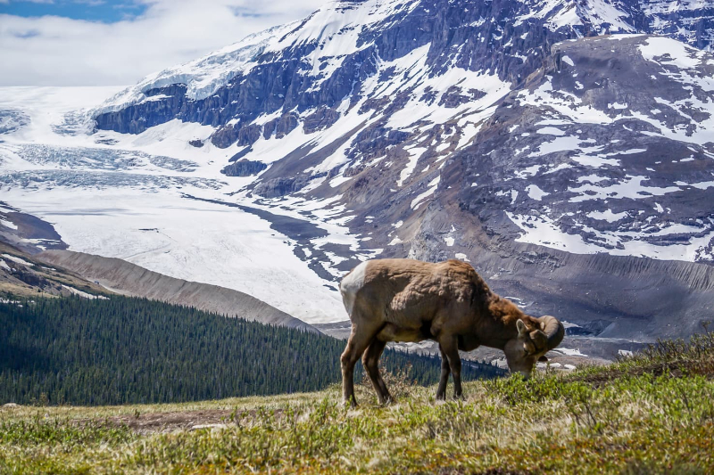 mountain goat Wilcox Pass Jasper