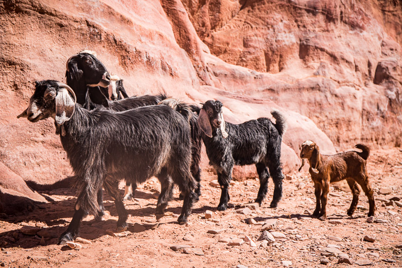 goats in petra