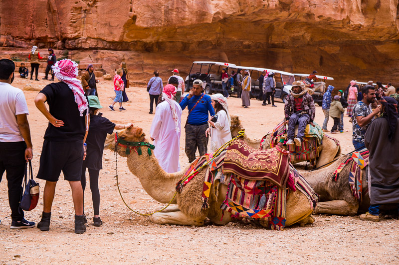 camels and people outside the treasury petra