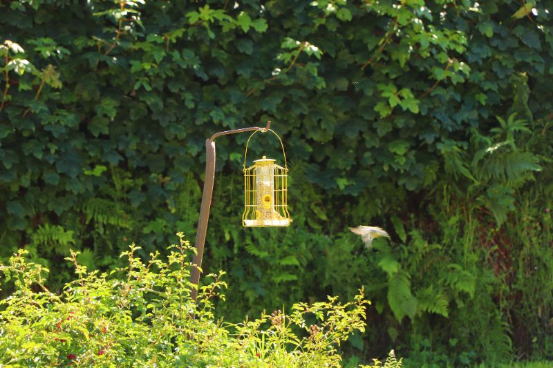 A bird flying towards a bird feeder in Exmoor National Park