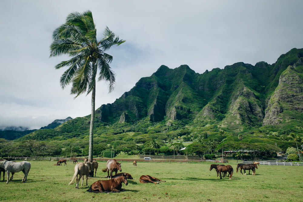 horses on a lush paddock beside  a palm treew ith jagged green mountains in the background