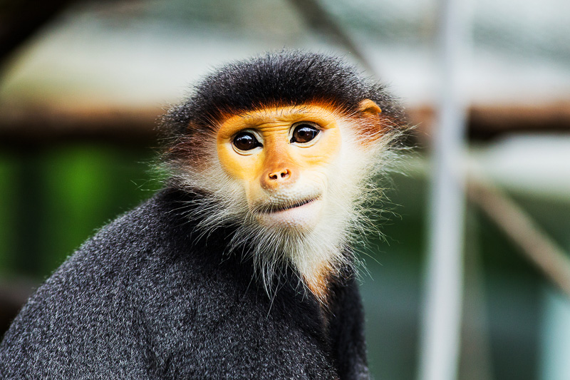 Red-shanked Douc monkey with orange face