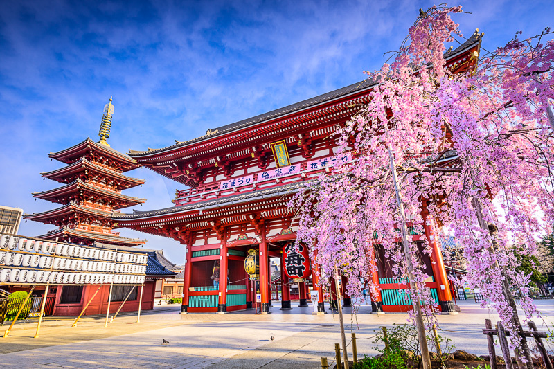 the red Hozomon Gate with verry blossom in front and pagoda to the side at Sensoji Temple Tokyo