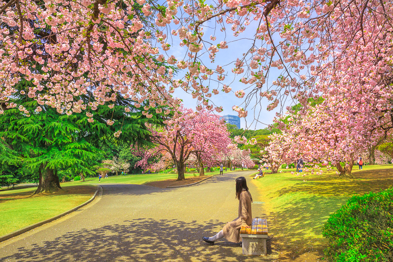 woman relaxes under blossoming cherry tree in Shinjuku Gyoen National Garden. tokyo