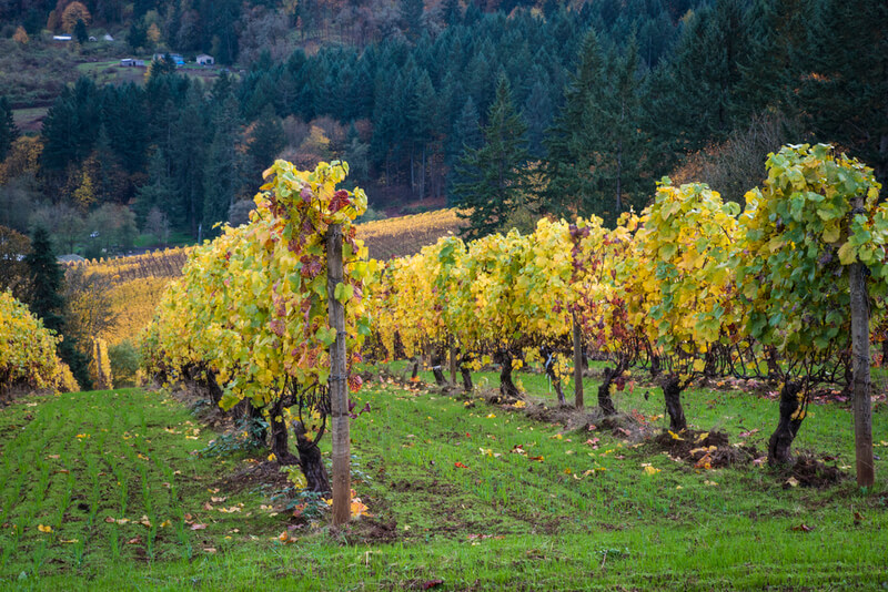 row of grape vines in willamette Valley vinyeard