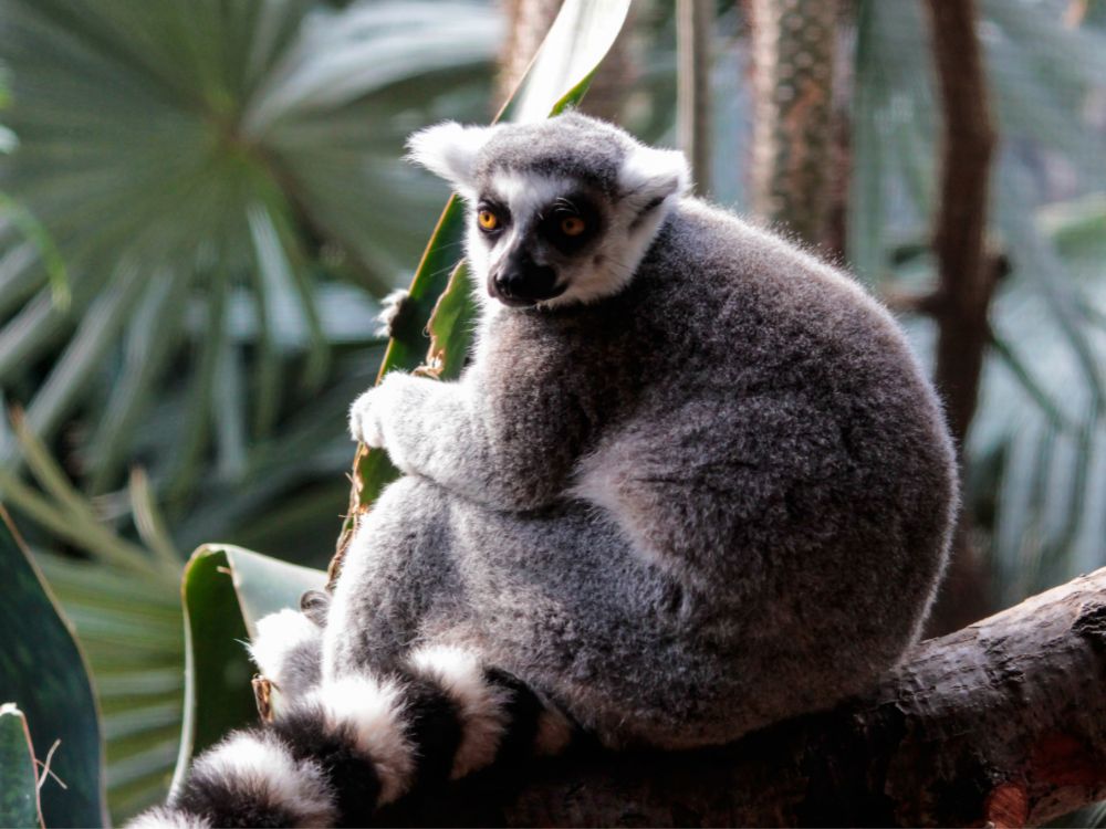 lemur on branch at bronx zoo