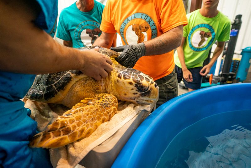 People holding turtle at Karen Beasley Sea Turtle Rescue and Rehabilitation Center in Surf City. 