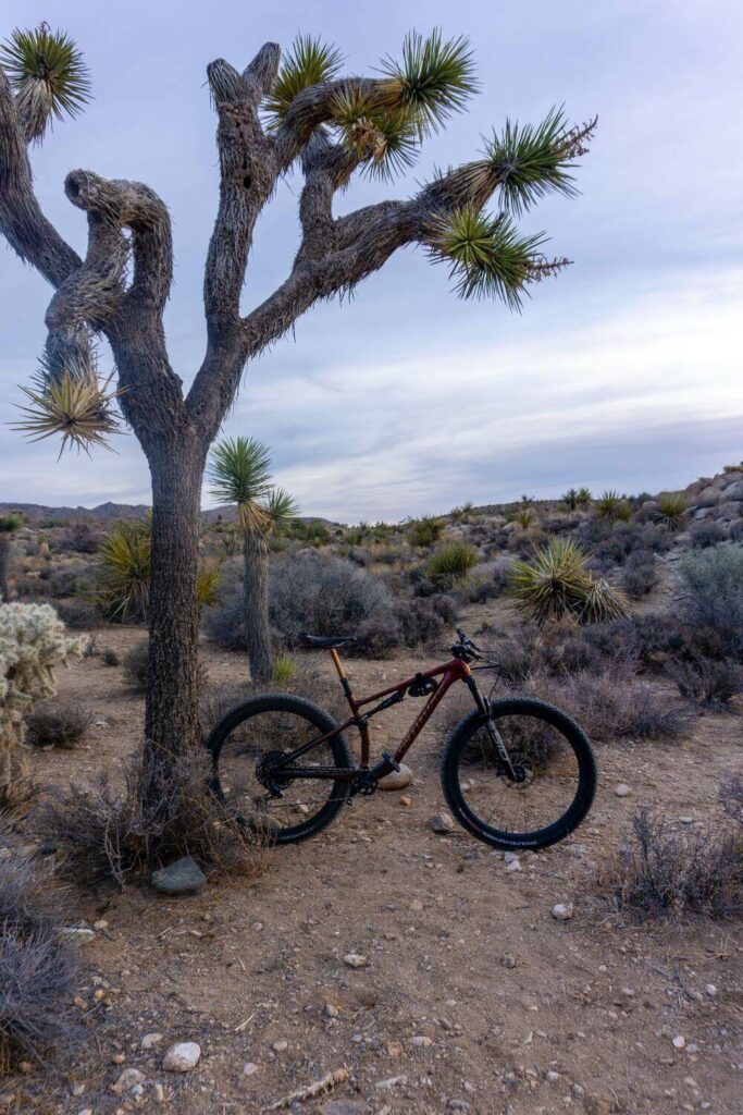 bike next to a joshua tree