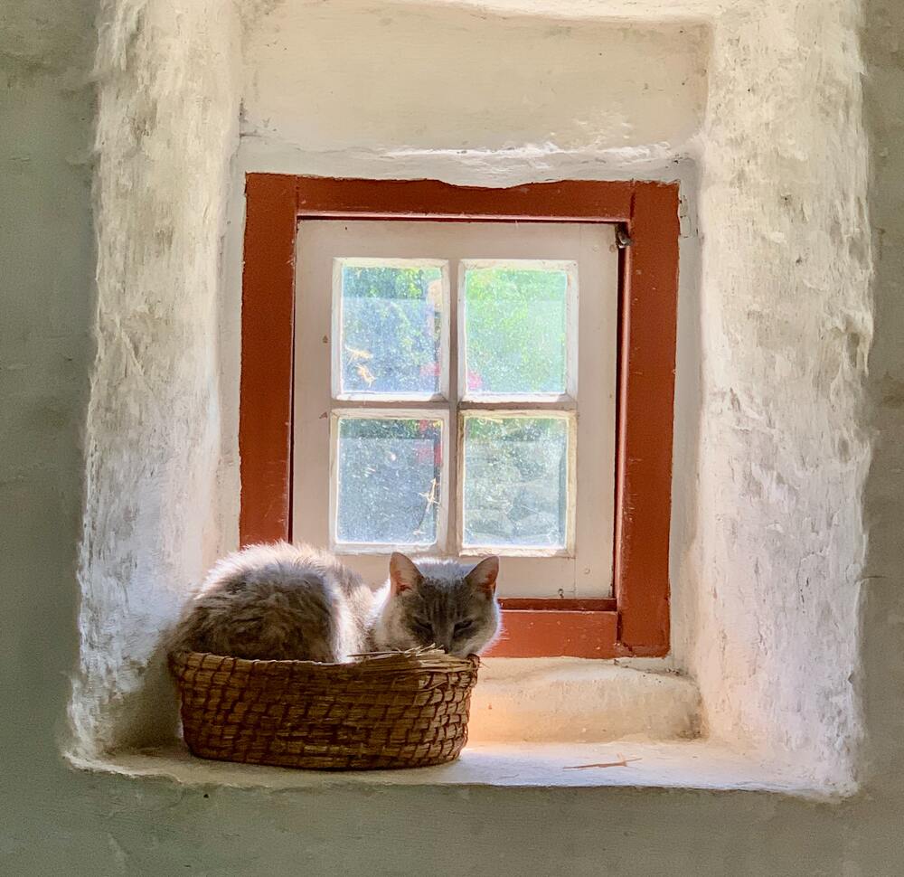 cat in basket on window ledge