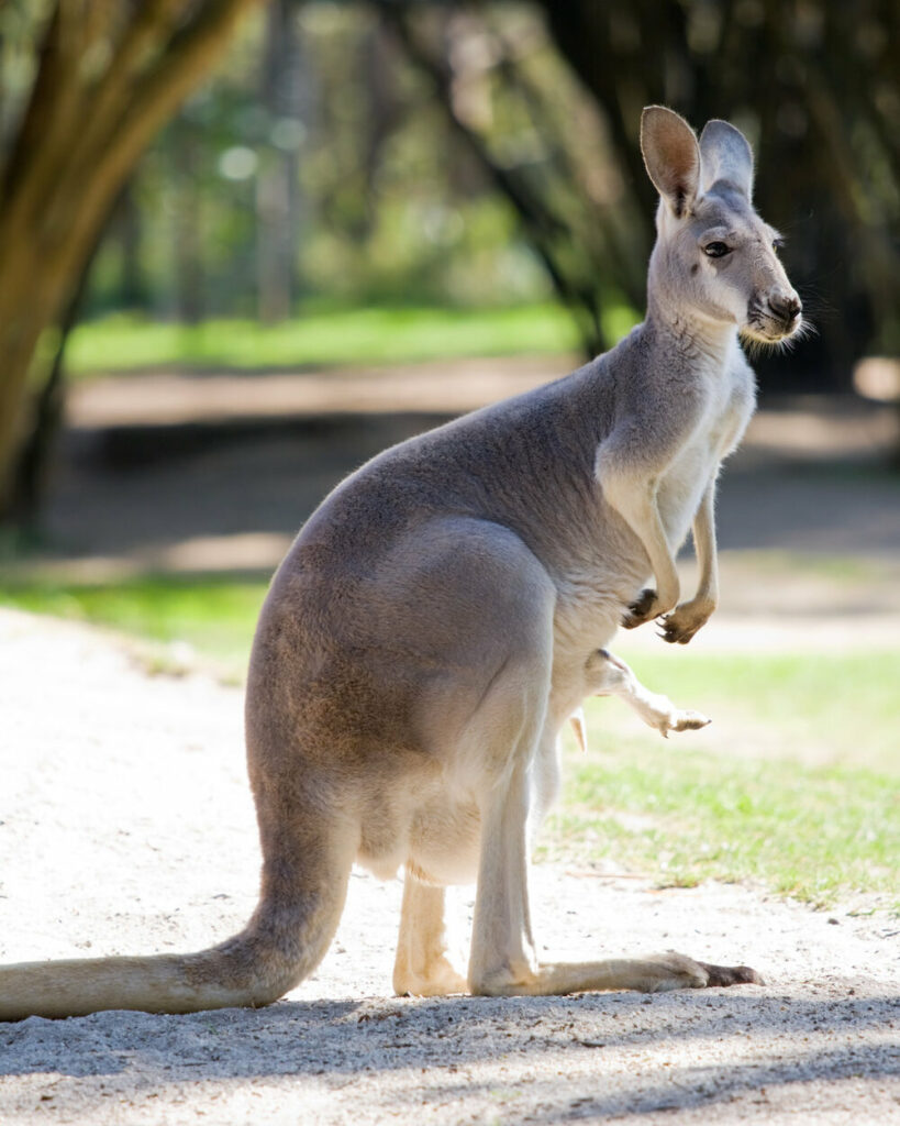 kangaroo with joey's legs sticking out of pouch