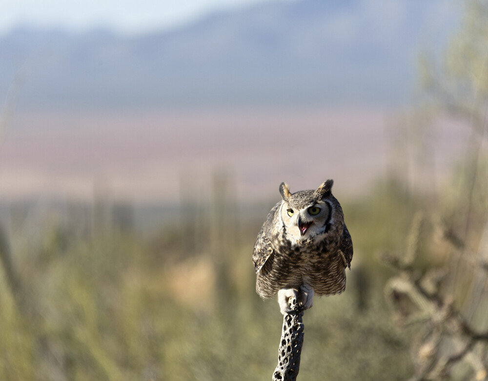 owl standing on stick
