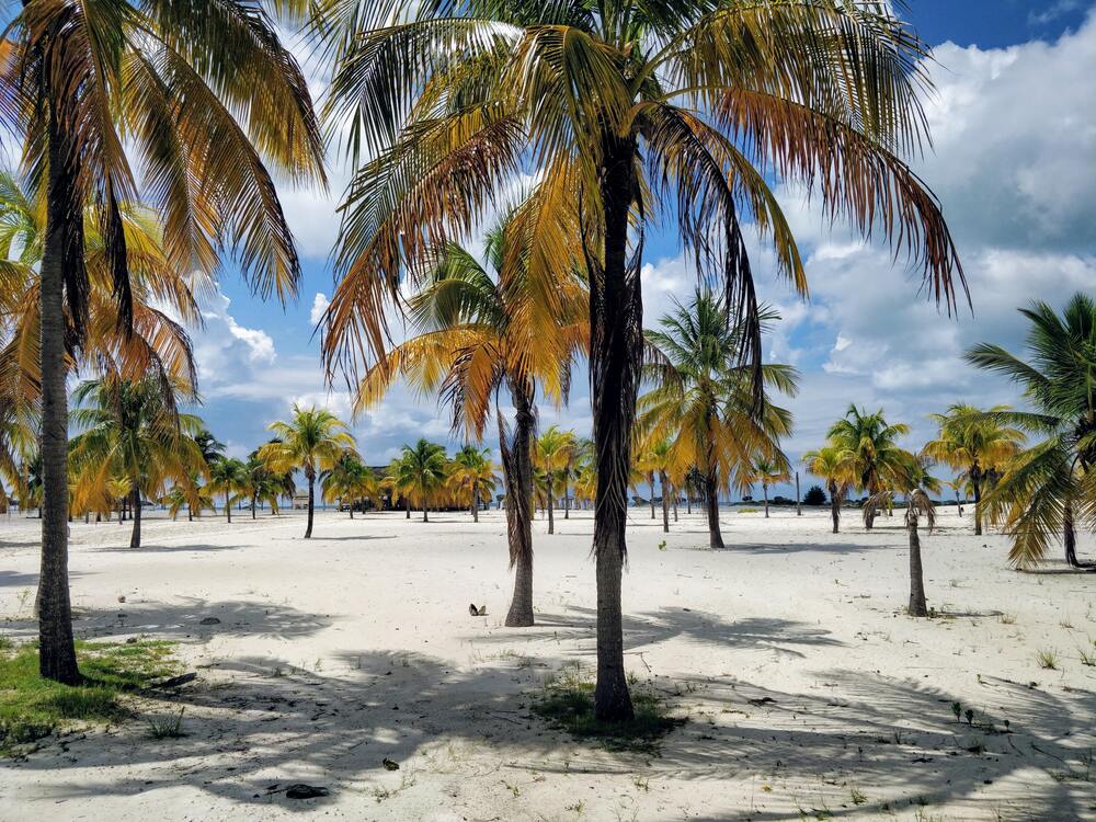 white beach and palm trees of largo del sur
