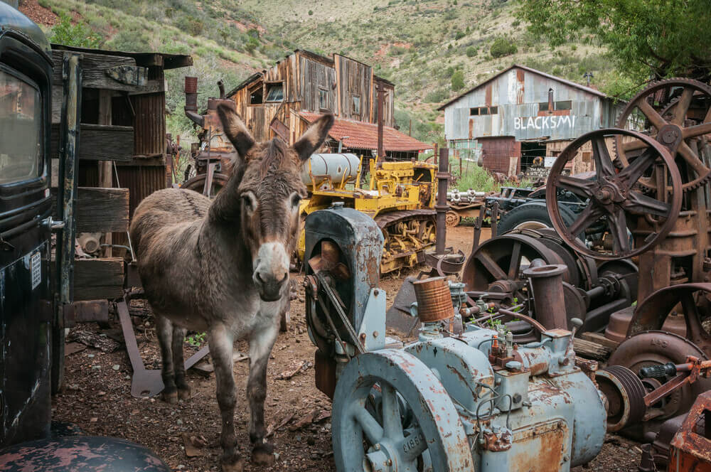 donkey standing among old machinery