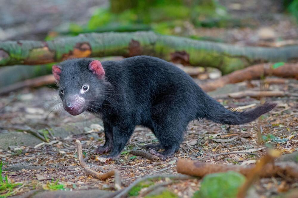 a baby Tasmaninandevil