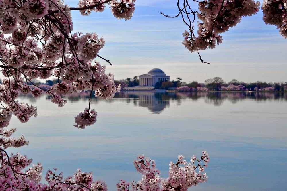 cherry blossoms framing a view of washington building across the lake