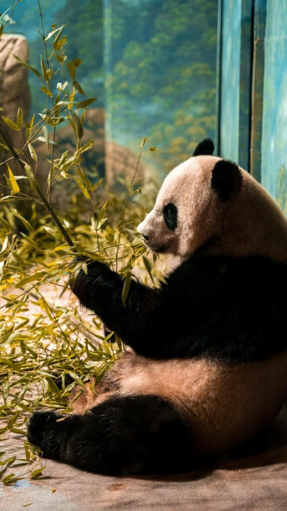panda in the national zoo washington