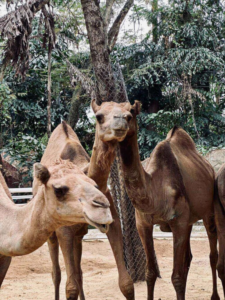 camels staring at camera
