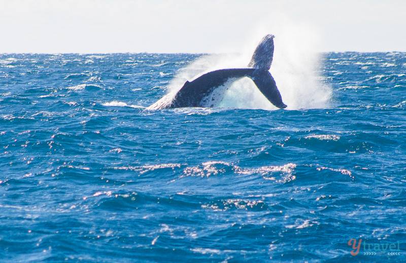 tail of a whale breaching