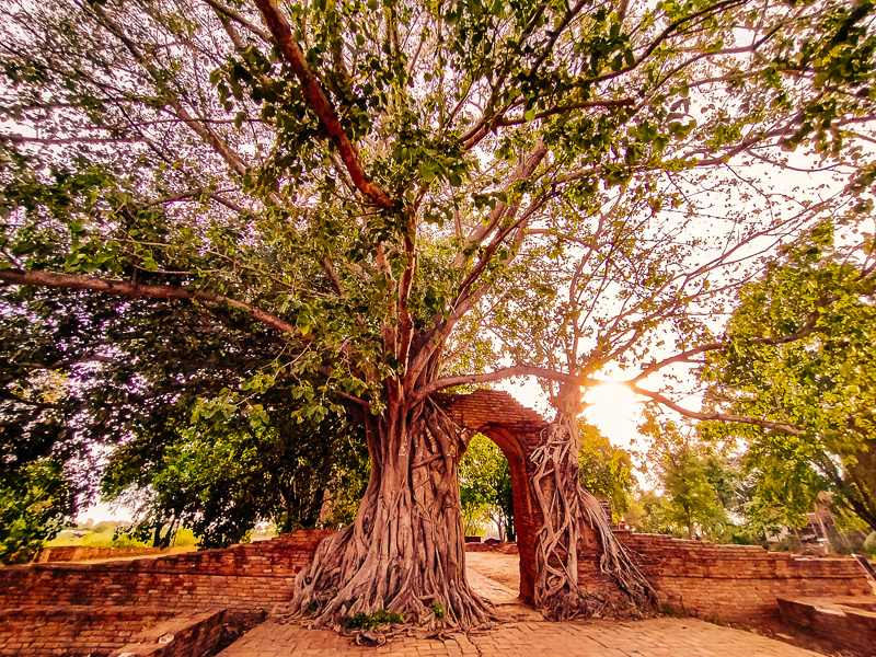 The roots of trees and the gates of ayutthaya