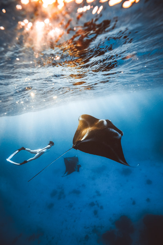 Lady snorkelling with a couple of manta rays, off Lady Elliot Island
