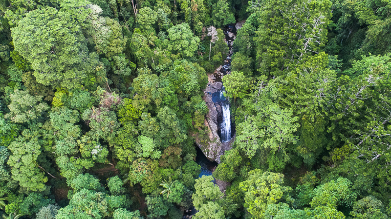 aerial view of purling falls and the tops of the trees