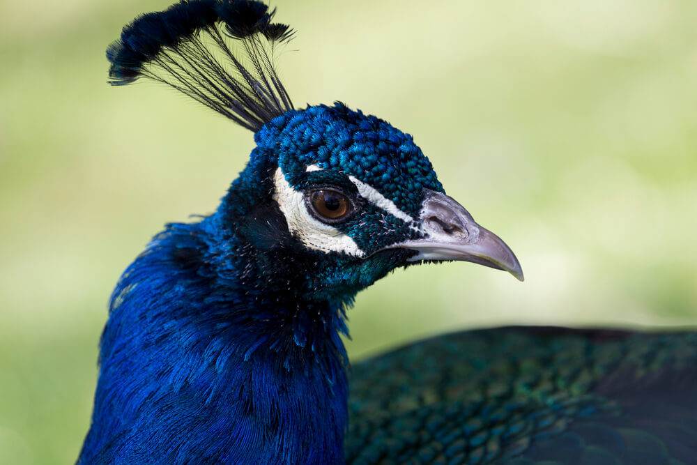 brilliant blue bird with feathers on head