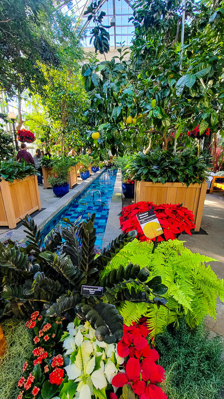 lemon tree and poinsettias beside a water feature
