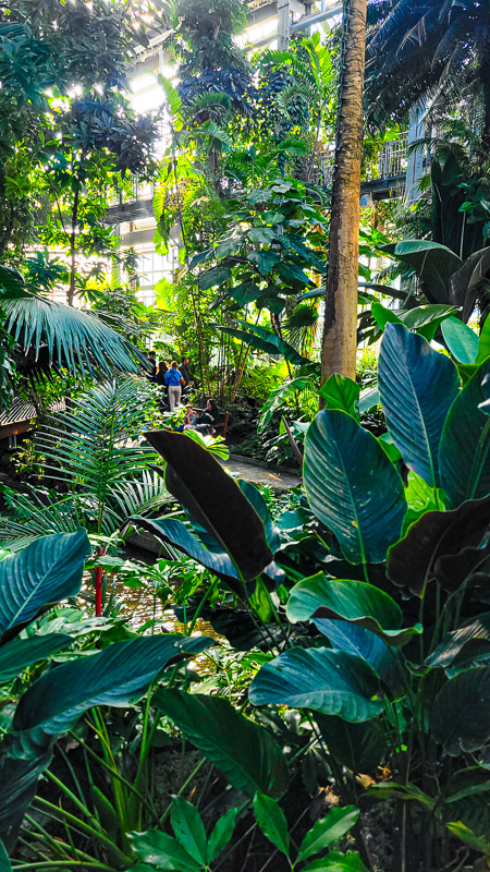 people walking through the rainforest