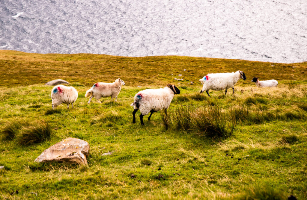 Sheep grazing on a cliff overlooking the ocean