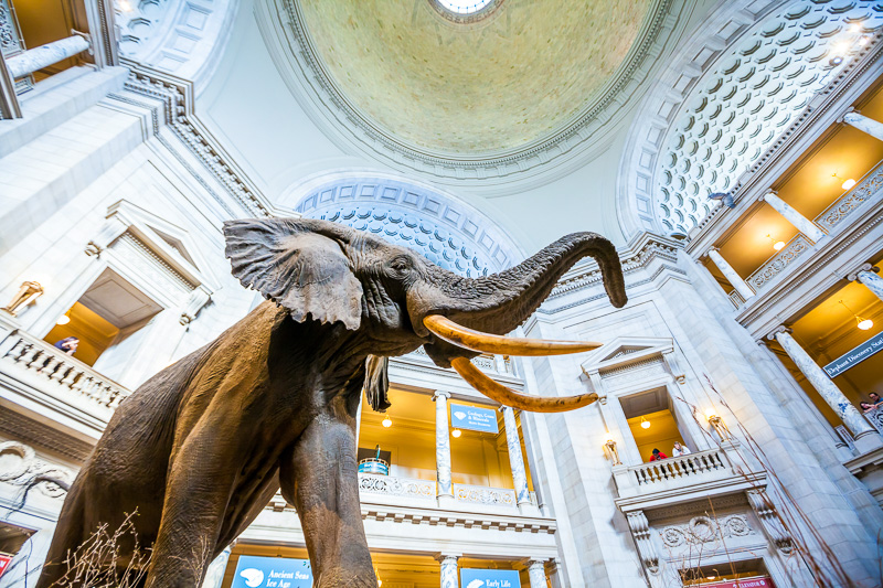 Interior of National Museum of National History with statue of elephant