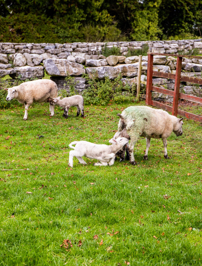 Sheep on a farm in Ireland