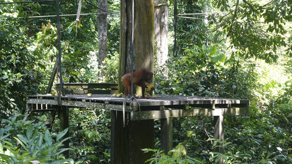 orangutan on wooden platform on tree