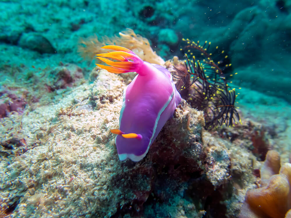 Fushia colored fish eating coral.