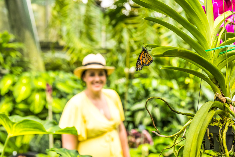 A guest looking at a butterfly in the Watkins Munro Martin Conservatory at the Cairns Botanic Gardens