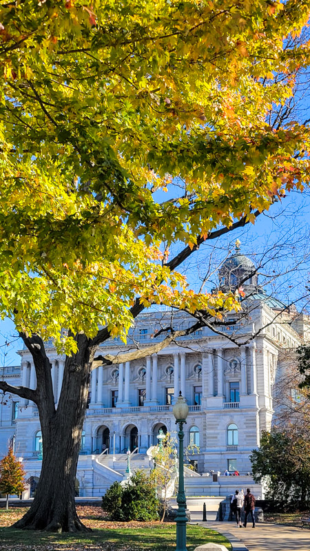 tree with fall colors framing the library of congress