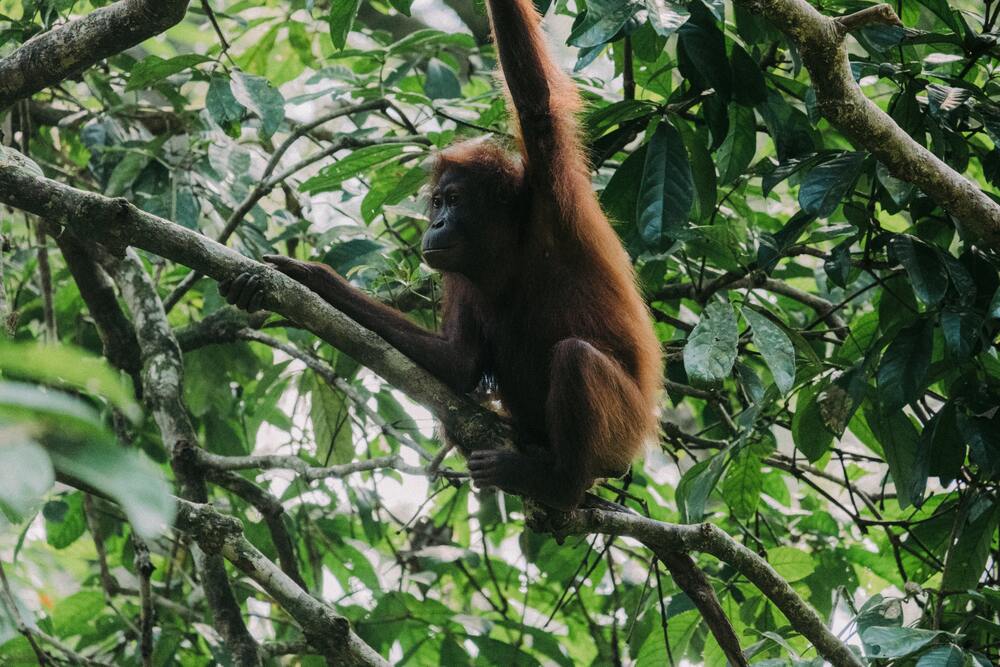 orangutan sitting on branch in tree