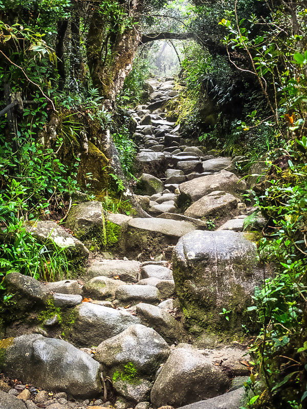 rocky trail through the jungle in mount kinabalu 
